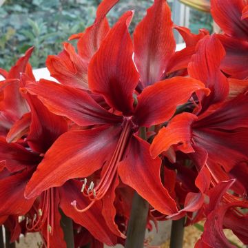 Amaryllis Red Amazone - Hippeastrum