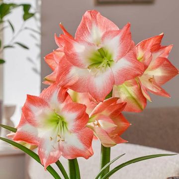 Amaryllis - Shine Dream- Hippeastrum Bulb