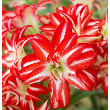 Amaryllis - Double Flowered SPLASH - Hippeastrum Bulb