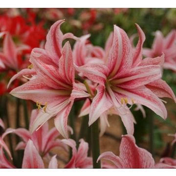 Amaryllis - SWEET LILLIAN - Hippeastrum Bulb