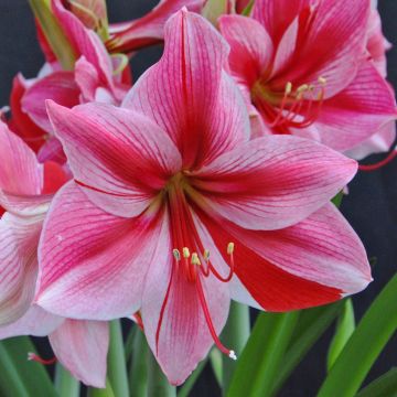 Amaryllis Gervase - Hippeastrum