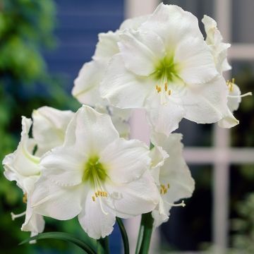 Amaryllis Mont Blanc