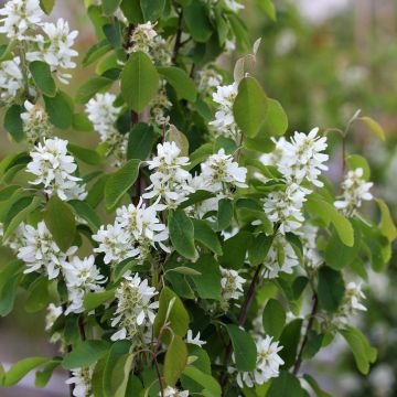 Amelanchier alnifolia 'Obelisk'