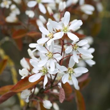 Amelanchier canadensis Glennform