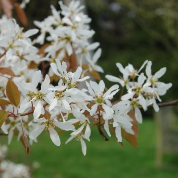 Amelanchier lamarckii - June Berry Tree