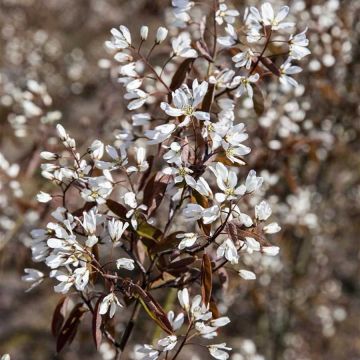 Amelanchier canadensis Rainbow Pillar - Circa 180cms tall