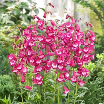 Penstemon Pensham Amelia Jayne