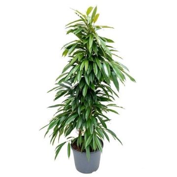 Ficus binnendijkii Amstel King