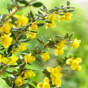 Berberis x frikartii 'Amstelveen' - Barberry