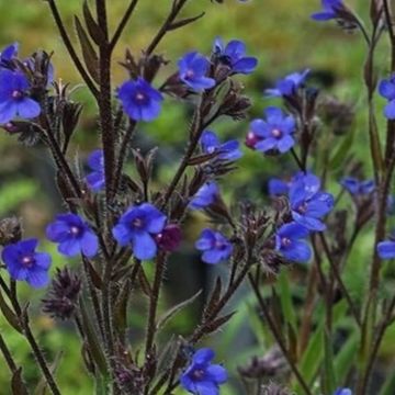 Anchusa azurea Feltham Pride