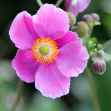 Anemone hupehensis Alando Pink - Windflower
