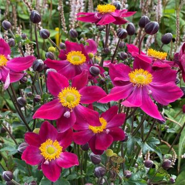 Anemone  Fantasy 'Ariel' - Japanese Anemone - Windflower