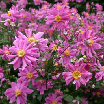 Anemone Hybrida Bressingham Glow - Japanese Anemone