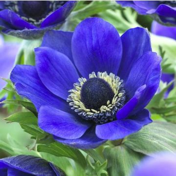 Anemone coronaria Harmony Blue - Poppy Anemone - In Bud & Bloom