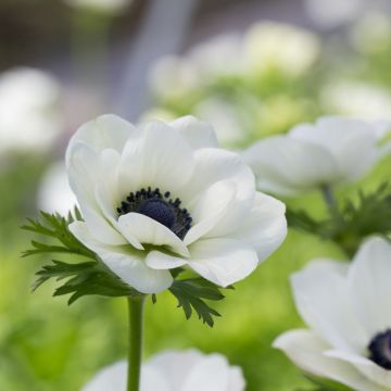 Anemone coronaria White Harmony - Poppy Anemone In Bud & Bloom