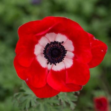 Anemone coronaria Red Harmony - Poppy Anemone In Bud & Bloom