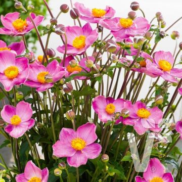 Anemone japonica Fantasy 'Cinderella' - Japanese Anemone - Windflower