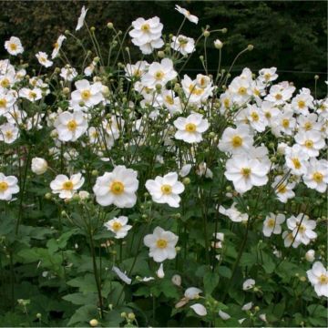 Anemone Honorine Jobert - Japanese Anemone in Bud & Bloom