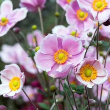 Anemone hupehensis Alando Rose - Windflower