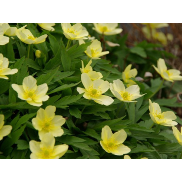 Anemone Lipisensus - Pack of THREE