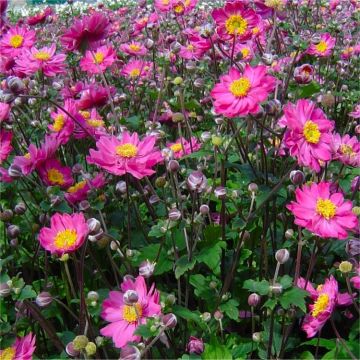 Anemone hupehensis japonica Pamina - Large Windflower