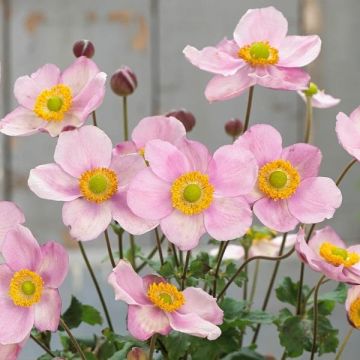 Anemone japonica Pink Cloud - Japanese Anemone
