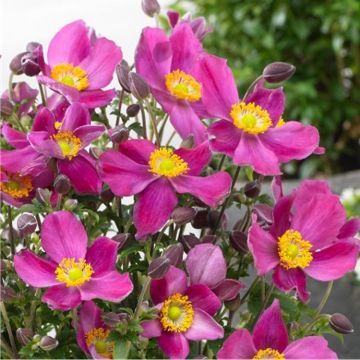 Anemone hupehensis 'Red Riding Hood' - Japanese Anemone - Windflower