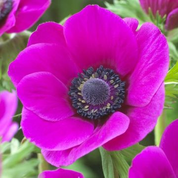 Anemone coronaria Pink Harmony - Poppy Anemone In Bud & Bloom