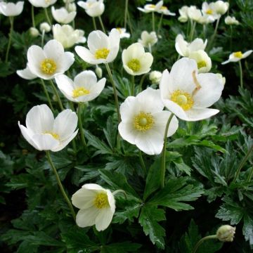 Anemone sylvestris - Snowdrop Anemone - Windflower