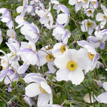 Anemone Elfin Swan - Wind Flower or Japanese Anemone