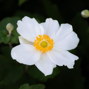 Anemone hupehensis 'Alando White' - Windflower