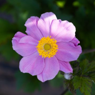 Anemone hupehensis 'Princess Pink' - Windflower