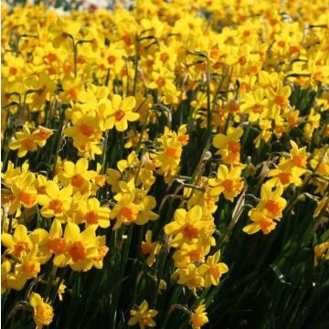 Narcissus 'Anfield' - Daffodil Bulbs - Pack of 10