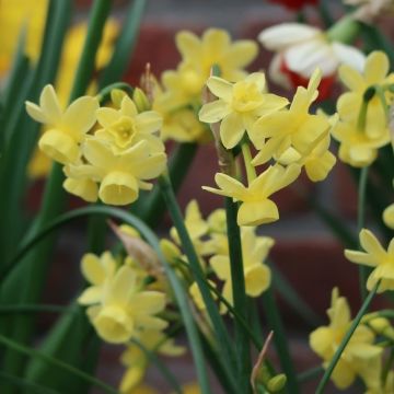 Narcissi - Angels Whisper Daffodil - Pack of 12 Bulbs