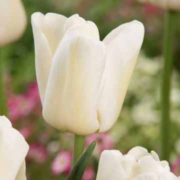 Tulip Antarctica - Pack of 12