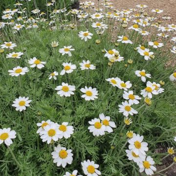 Anthemis "Tetworth"