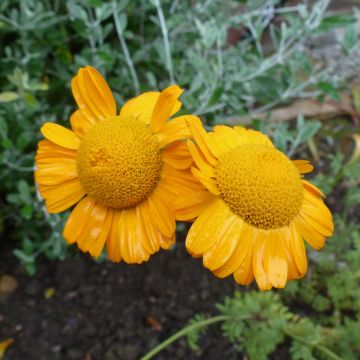 Anthemis sancti-johannis