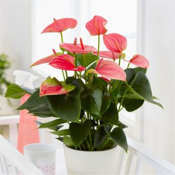 MOTHERS DAY - Flamingo Flower - Pink Flowering Anthurium
