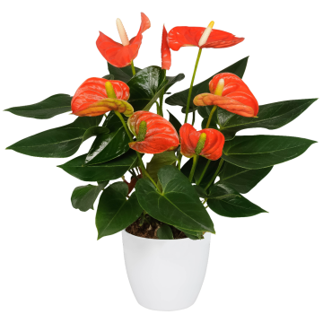 Anthurium Andreanum - Flamingo Flower - Peach