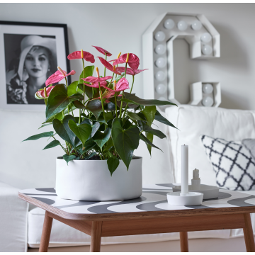 Anthurium Andreanum - Flamingo Flower - Pink