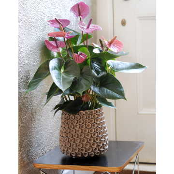 Anthurium Andreanum - Flamingo Flower - Purple