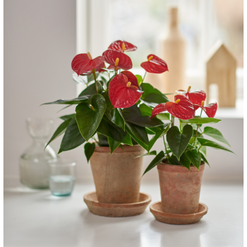 Anthurium Andreanum - Flamingo Flower - Red