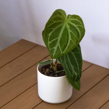 Anthurium Silver Bush