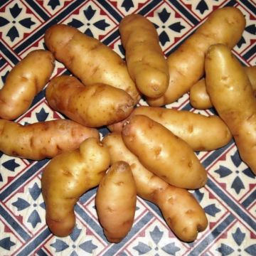 Anya - Seed Potatoes - Pack of 10 Anya - Seed Potatoes - Pack of 10