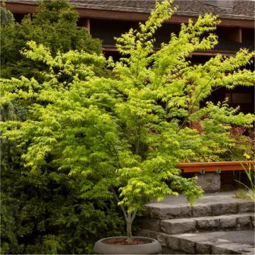 Acer palmatum Aoyagi -  Japanese Maple