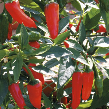 Chilli Pepper - Apache