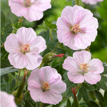 Geranium sanguineum Apfelblute