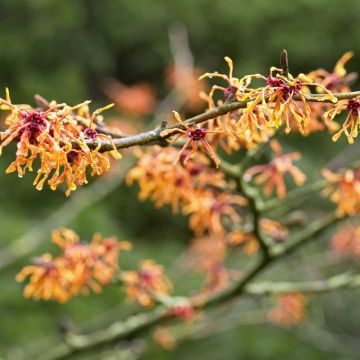 Hamamelis x intermedia Aphrodite