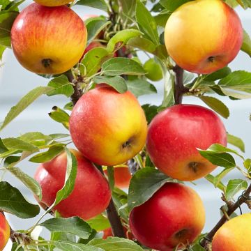 Apple - Malus Domestica Elstar - Patio Pillar Fruit Tree