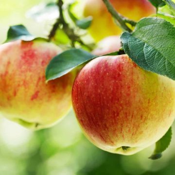 Patio Fruit Tree - Malus Gala - Apple Tree